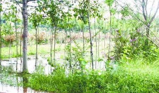 夏季苗木养护注意事项之排水篇