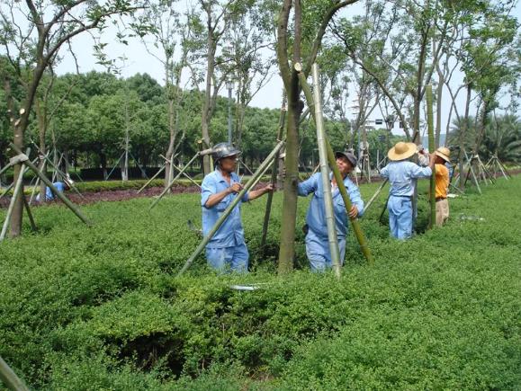 夏季苗木养护注意事项之树体支撑篇