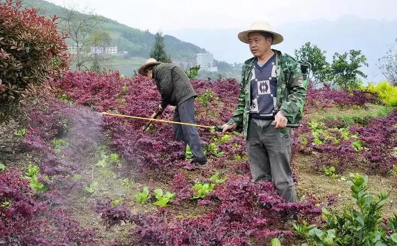 夏季苗木养护注意事项之病虫害防治篇